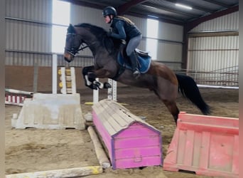 Connemara, Wallach, 5 Jahre, 148 cm, Schimmel