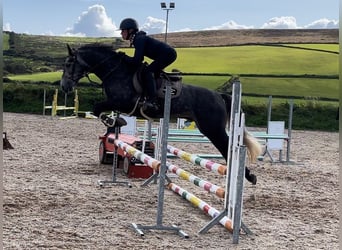 Connemara, Wallach, 5 Jahre, 148 cm, Schimmel