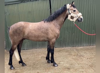 Connemara, Wallach, 5 Jahre, 148 cm, Schimmel