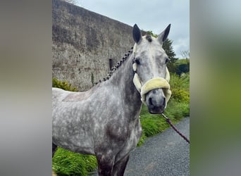 Connemara, Wallach, 5 Jahre, 148 cm, Schimmel