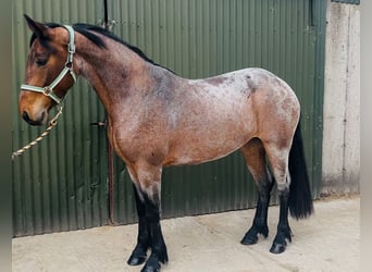 Connemara, Wallach, 5 Jahre, 148 cm, Schimmel
