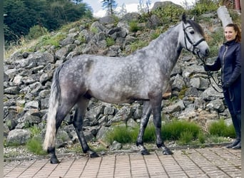 Connemara, Wallach, 5 Jahre, 150 cm, Braunfalbschimmel