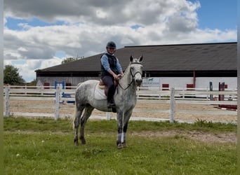 Connemara, Wallach, 5 Jahre, 150 cm, Schimmel