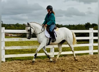 Connemara, Wallach, 5 Jahre, 150 cm, Schimmel
