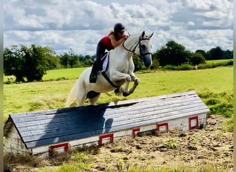 Connemara, Wallach, 5 Jahre, 150 cm, Schimmel