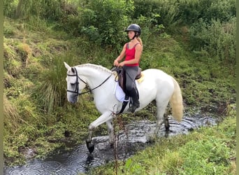 Connemara, Wallach, 5 Jahre, 150 cm, Schimmel