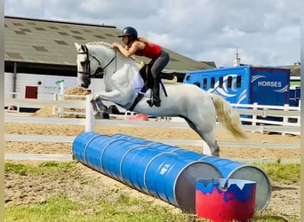 Connemara, Wallach, 5 Jahre, 150 cm, Schimmel