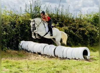 Connemara, Wallach, 5 Jahre, 150 cm, Schimmel