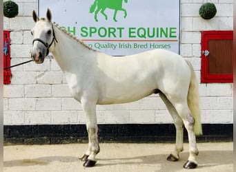 Connemara, Wallach, 5 Jahre, 150 cm, Schimmel