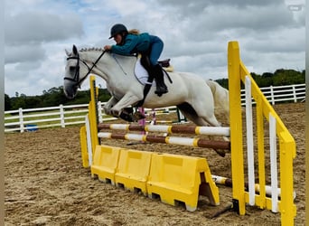 Connemara, Wallach, 5 Jahre, 150 cm, Schimmel