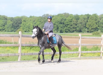 Connemara, Wallach, 5 Jahre, 151 cm, Blauschimmel