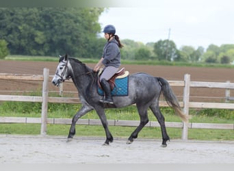 Connemara, Wallach, 5 Jahre, 151 cm, Blauschimmel