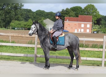 Connemara, Wallach, 5 Jahre, 151 cm, Blauschimmel