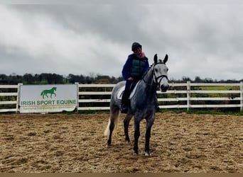 Connemara, Wallach, 5 Jahre, 152 cm, Apfelschimmel