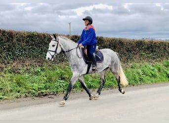 Connemara, Wallach, 5 Jahre, 152 cm, Apfelschimmel