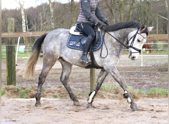 Connemara Mix, Wallach, 5 Jahre, 152 cm, Blauschimmel