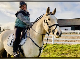 Connemara, Wallach, 5 Jahre, 152 cm, Falbe