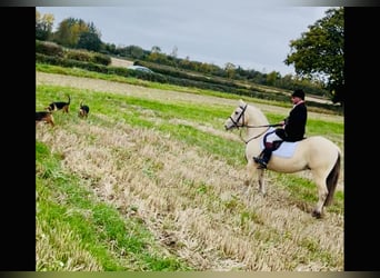 Connemara, Wallach, 5 Jahre, 152 cm, Falbe