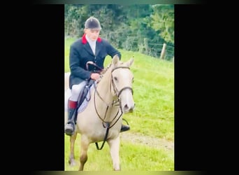 Connemara, Wallach, 5 Jahre, 152 cm, Falbe