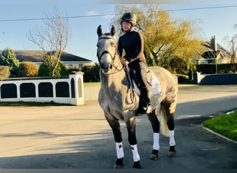 Connemara, Wallach, 5 Jahre, 152 cm, Schimmel