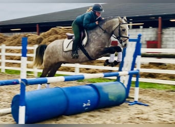 Connemara, Wallach, 5 Jahre, 152 cm, Schimmel