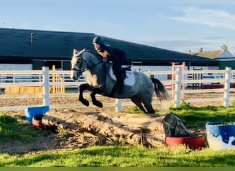 Connemara, Wallach, 5 Jahre, 152 cm, Schimmel