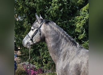 Connemara, Wallach, 5 Jahre, 153 cm, Rappschimmel