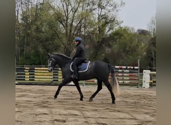 Connemara, Wallach, 5 Jahre, 153 cm, Rappschimmel