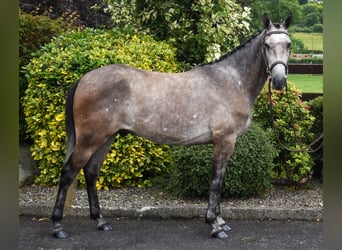 Connemara, Wallach, 5 Jahre, 153 cm, Schimmel