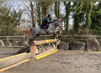 Connemara, Wallach, 5 Jahre, 154 cm, Apfelschimmel