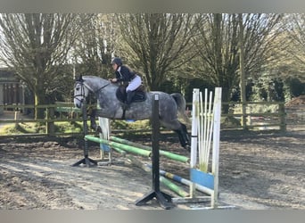 Connemara, Wallach, 5 Jahre, 154 cm, Apfelschimmel