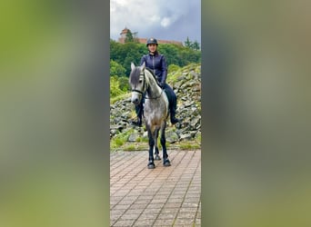 Connemara, Wallach, 5 Jahre, 154 cm, Braunfalbschimmel