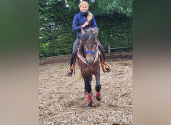 Connemara Mix, Wallach, 5 Jahre, 154 cm, Braunfalbschimmel