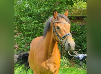 Connemara, Wallach, 5 Jahre, 154 cm, Hellbrauner