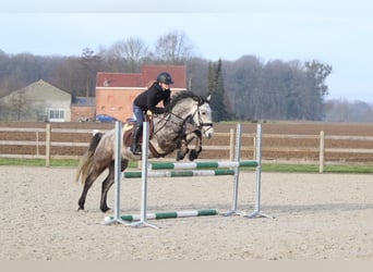 Connemara, Wallach, 5 Jahre, 155 cm, Blauschimmel