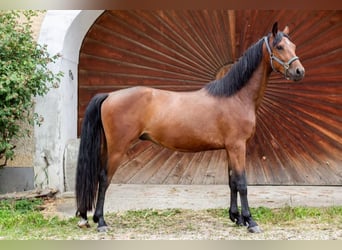 Connemara, Wallach, 5 Jahre, 155 cm, Brauner