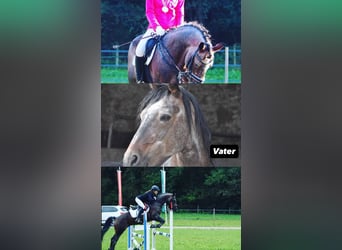 Connemara, Wallach, 5 Jahre, 155 cm, Brauner