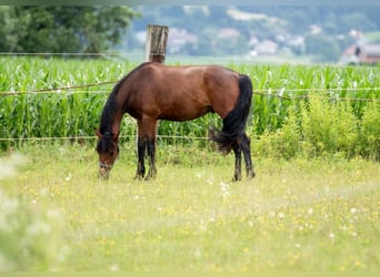 Connemara, Wallach, 5 Jahre, 155 cm, Brauner