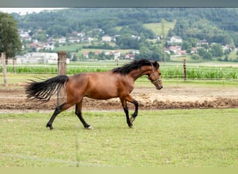 Connemara, Wallach, 5 Jahre, 155 cm, Brauner
