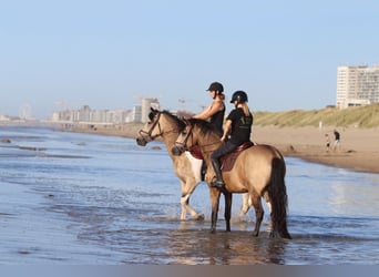 Connemara, Wallach, 5 Jahre, 155 cm, Falbe