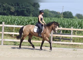 Connemara, Wallach, 5 Jahre, 155 cm, Falbe