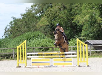 Connemara, Wallach, 5 Jahre, 155 cm, Falbe