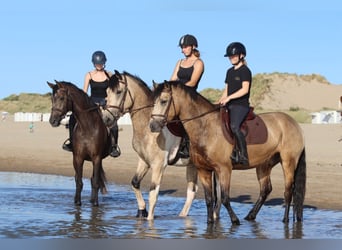 Connemara, Wallach, 5 Jahre, 155 cm, Falbe