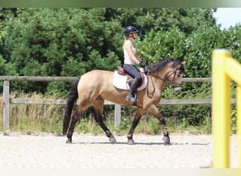 Connemara, Wallach, 5 Jahre, 155 cm, Falbe