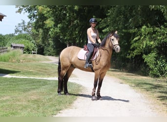Connemara, Wallach, 5 Jahre, 155 cm, Falbe