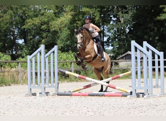 Connemara, Wallach, 5 Jahre, 155 cm, Falbe