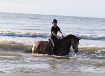 Connemara, Wallach, 5 Jahre, 155 cm, Falbe