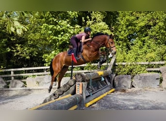 Connemara, Wallach, 5 Jahre, 155 cm, Rotbrauner