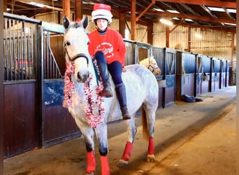 Connemara, Wallach, 5 Jahre, 155 cm, Schimmel