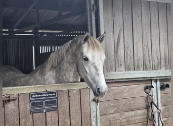 Connemara, Wallach, 5 Jahre, 156 cm